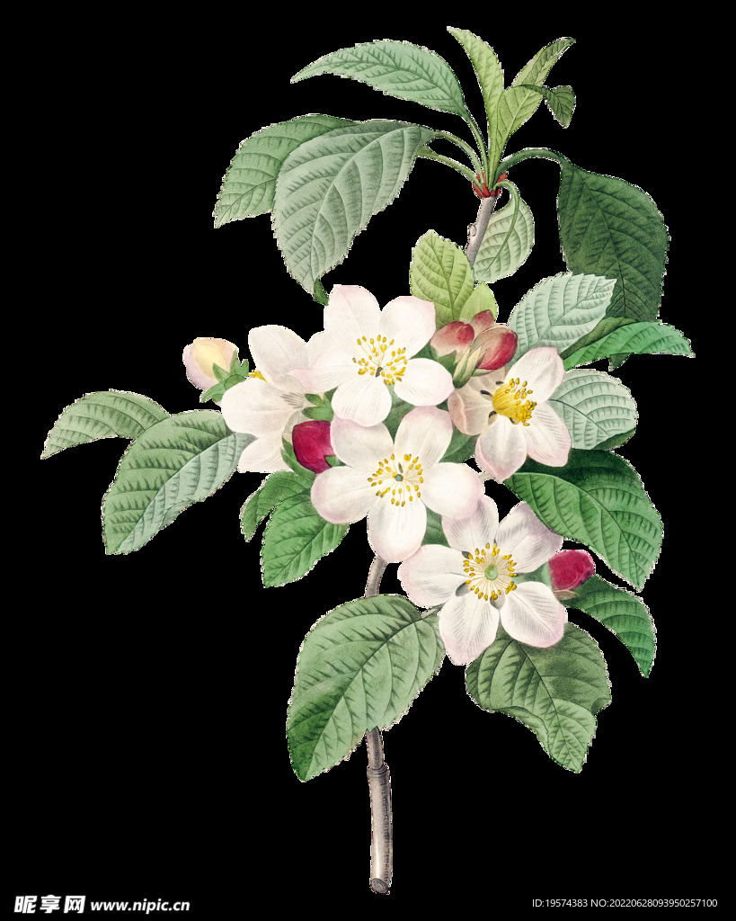 水彩小白花