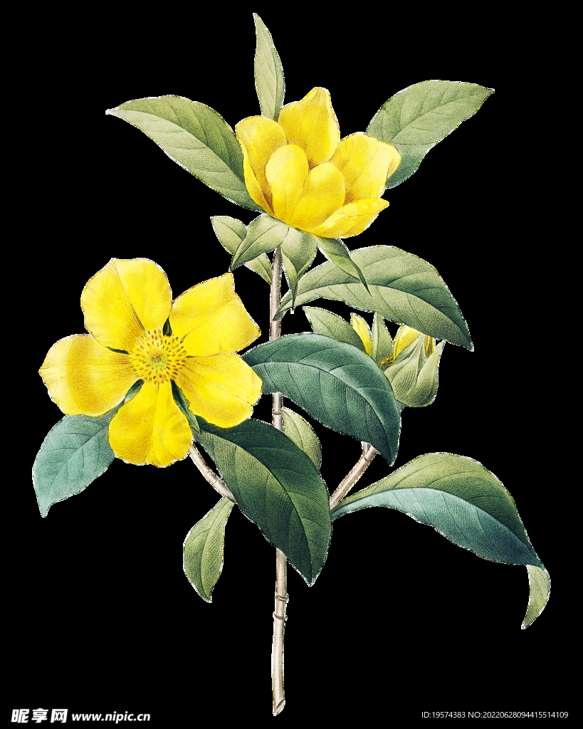 手绘黄花