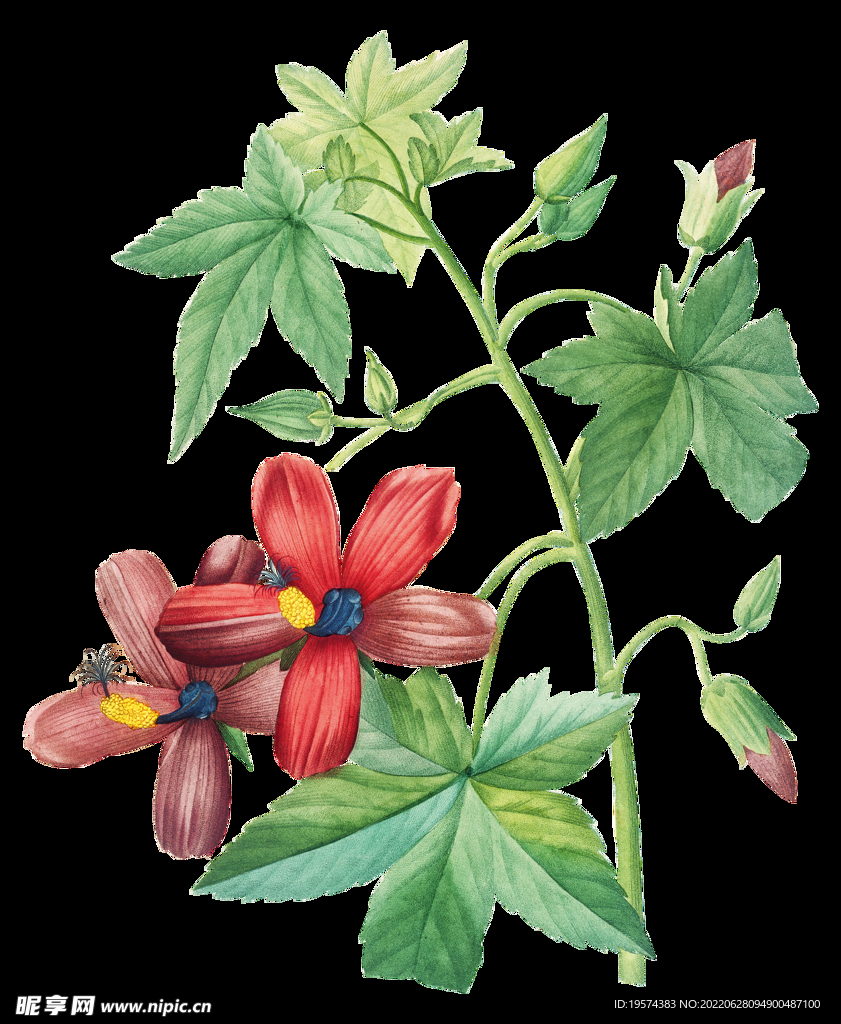 花类手绘