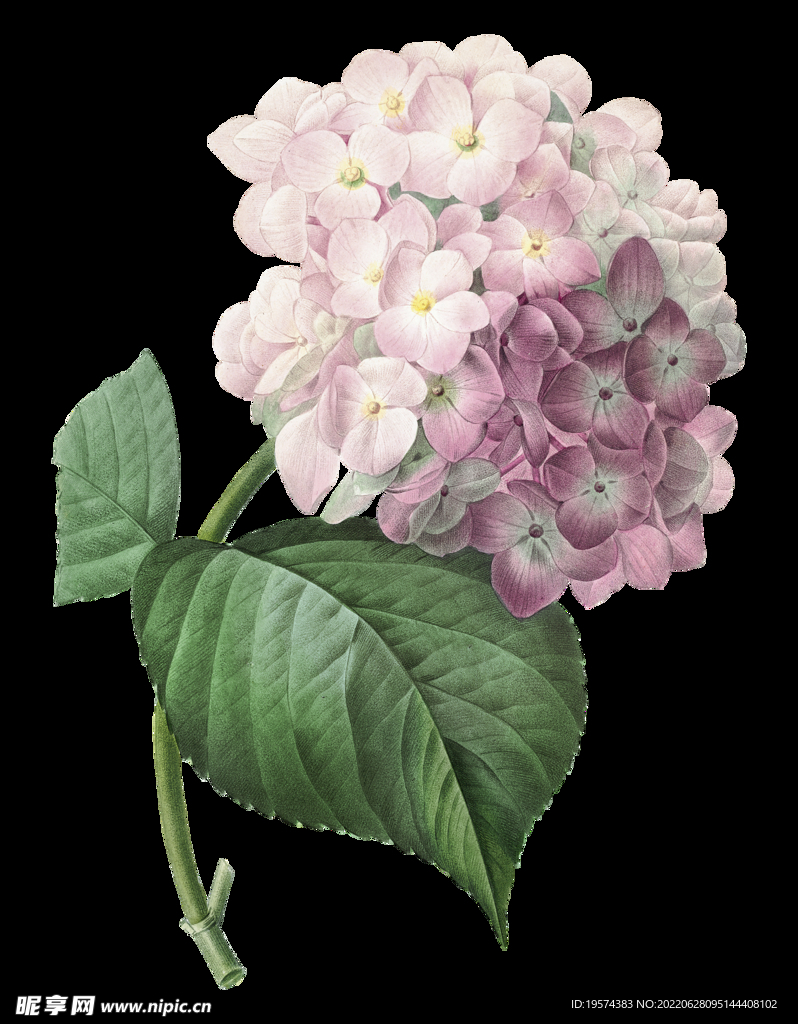 绣球花