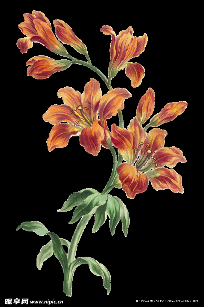 手绘花朵