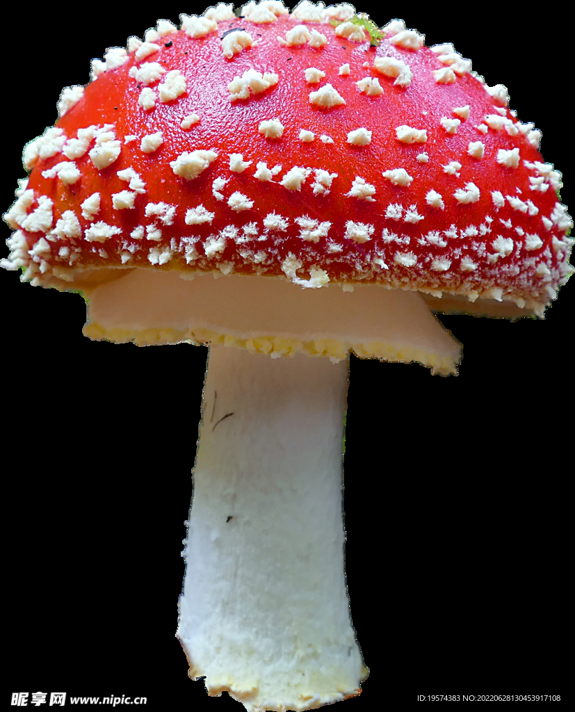 真菌  蘑菇 