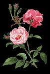 玫瑰花