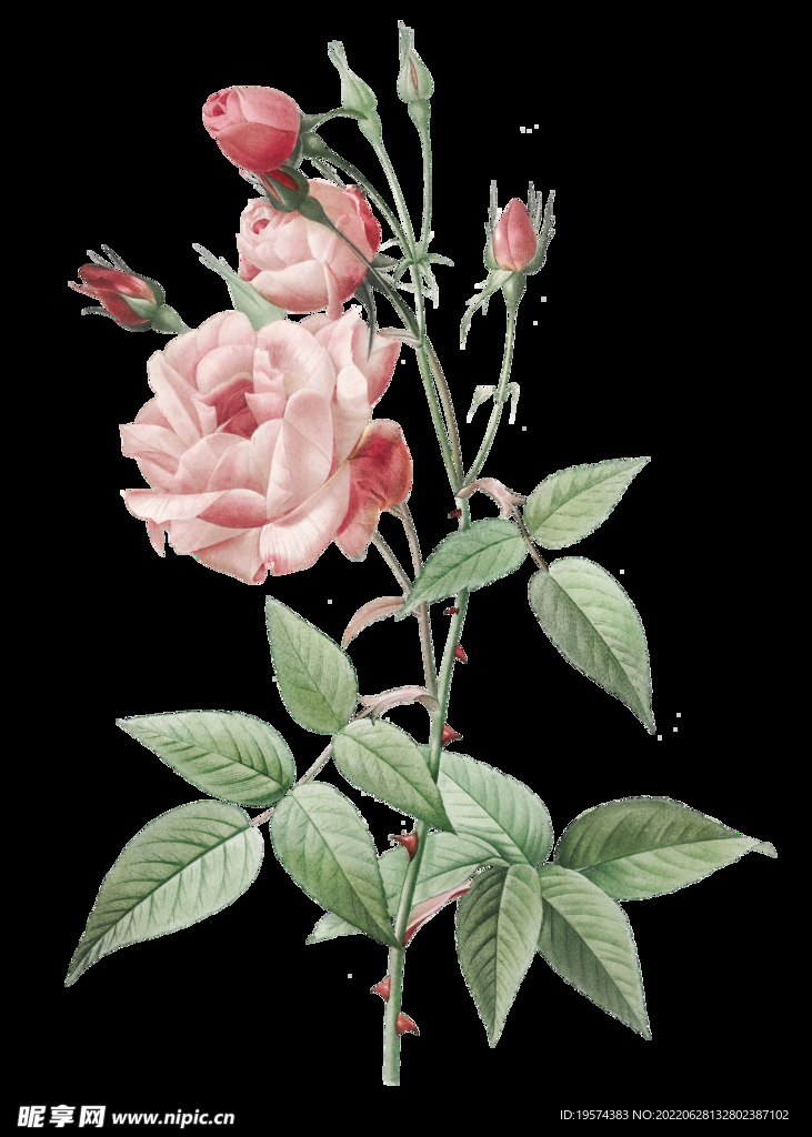 玫瑰花
