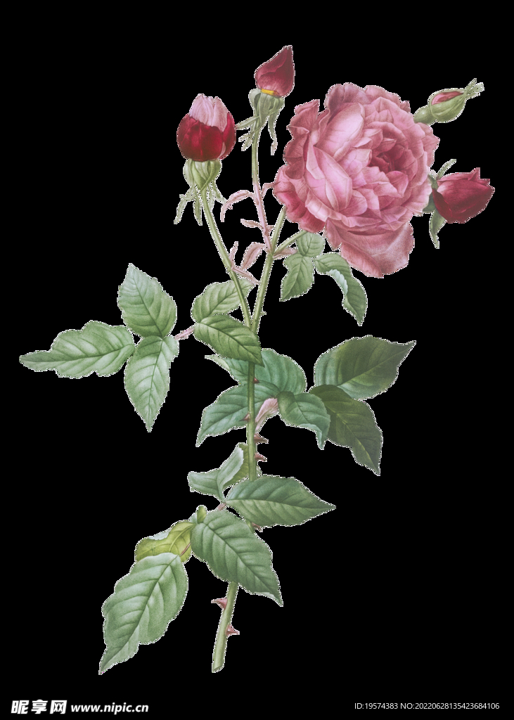 野生玫瑰花 