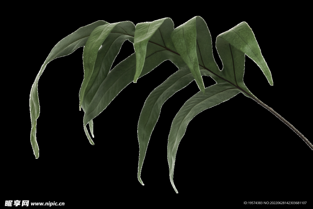 瘤蕨植物