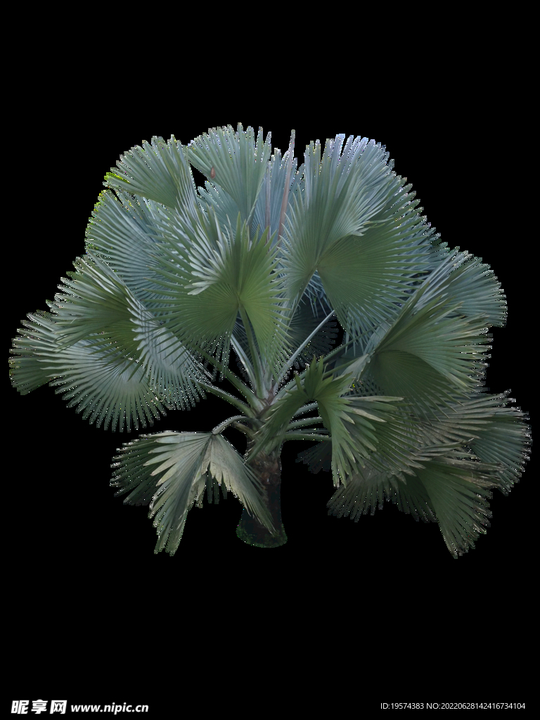 芭蕉树