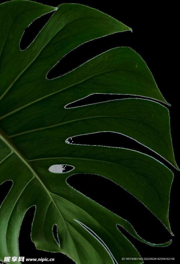 龟背竹