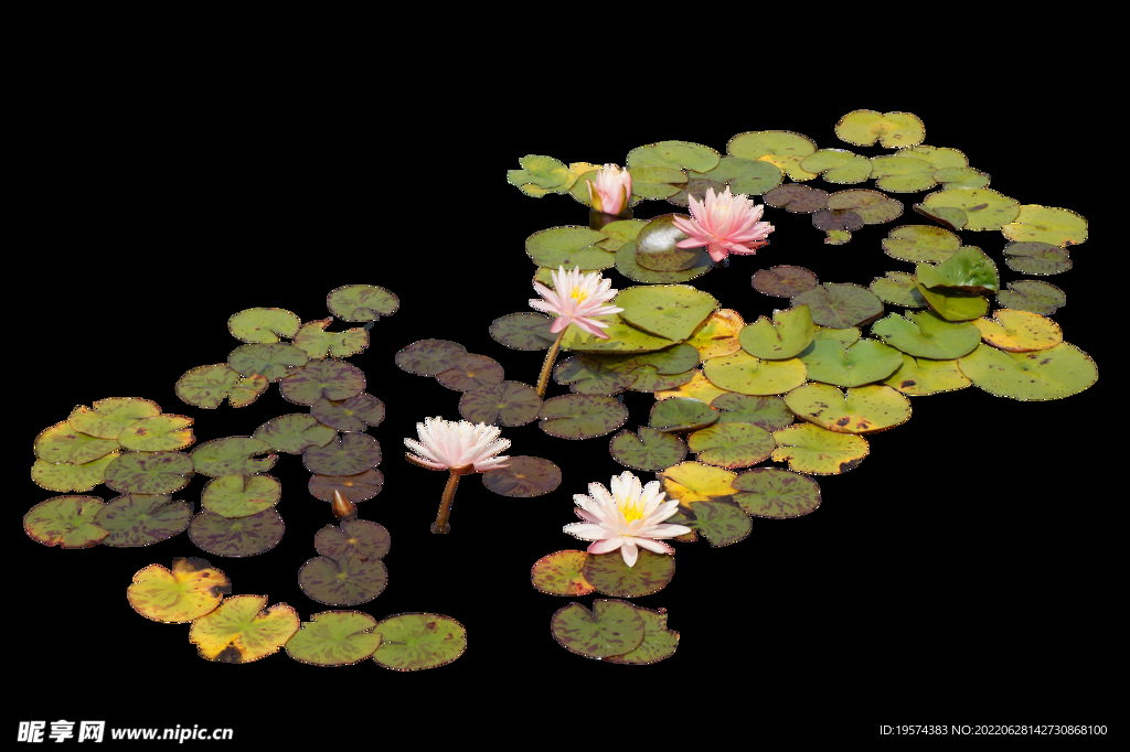 睡莲花