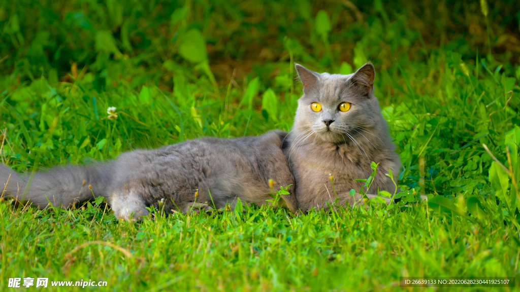 猫 
