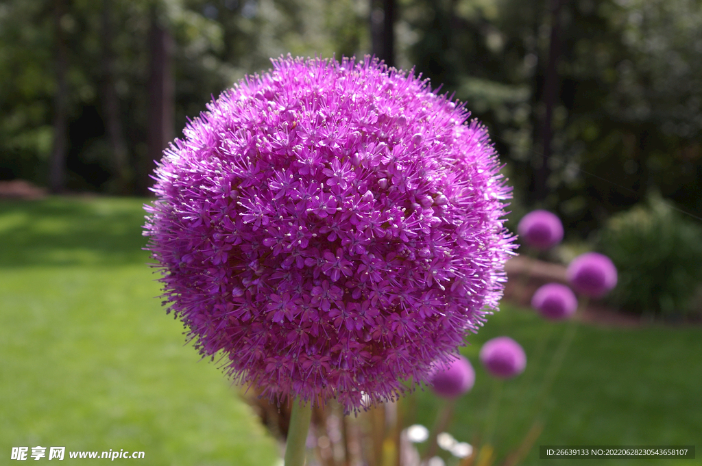 花