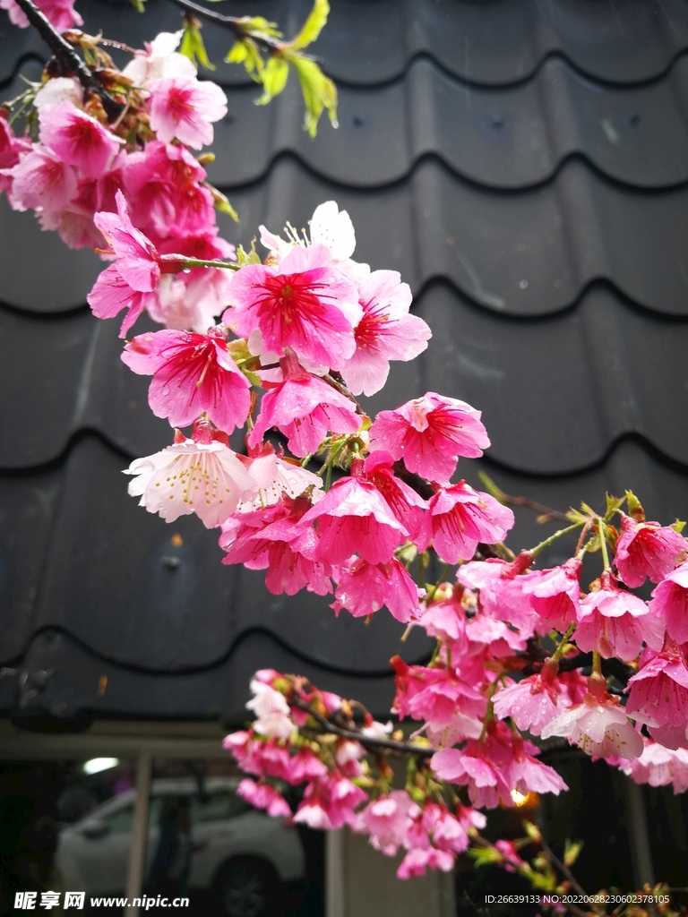 花 