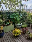 花园庭院植物绿植花卉