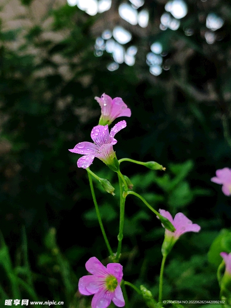 酢浆草花