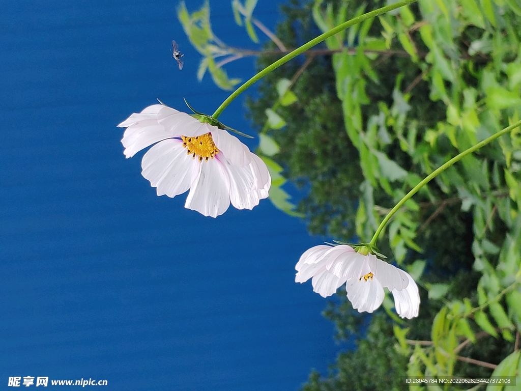 不知名小花