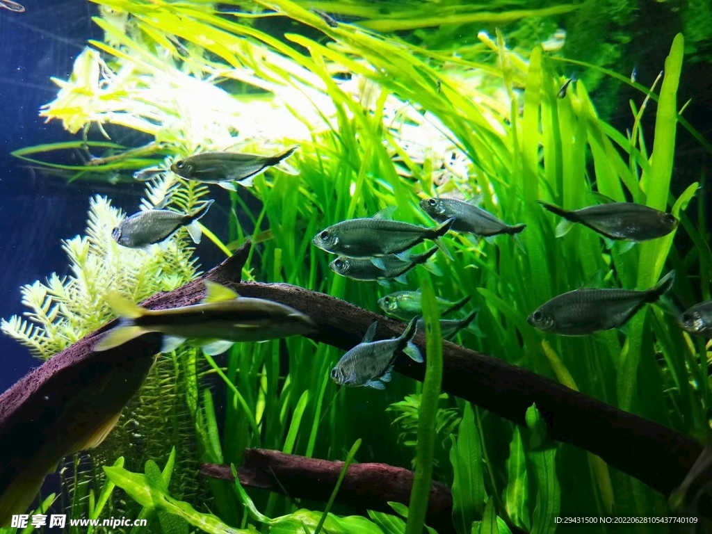 水草