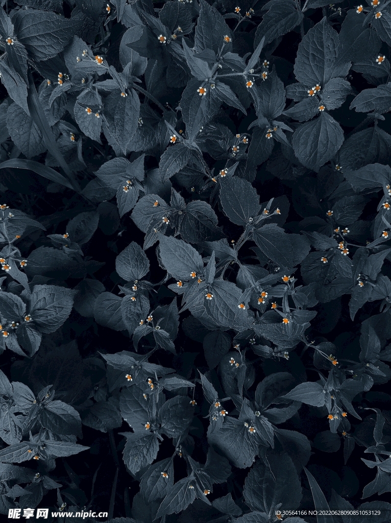 户外暗调黑色植物
