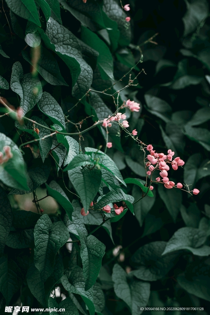 户外绿色植物景观