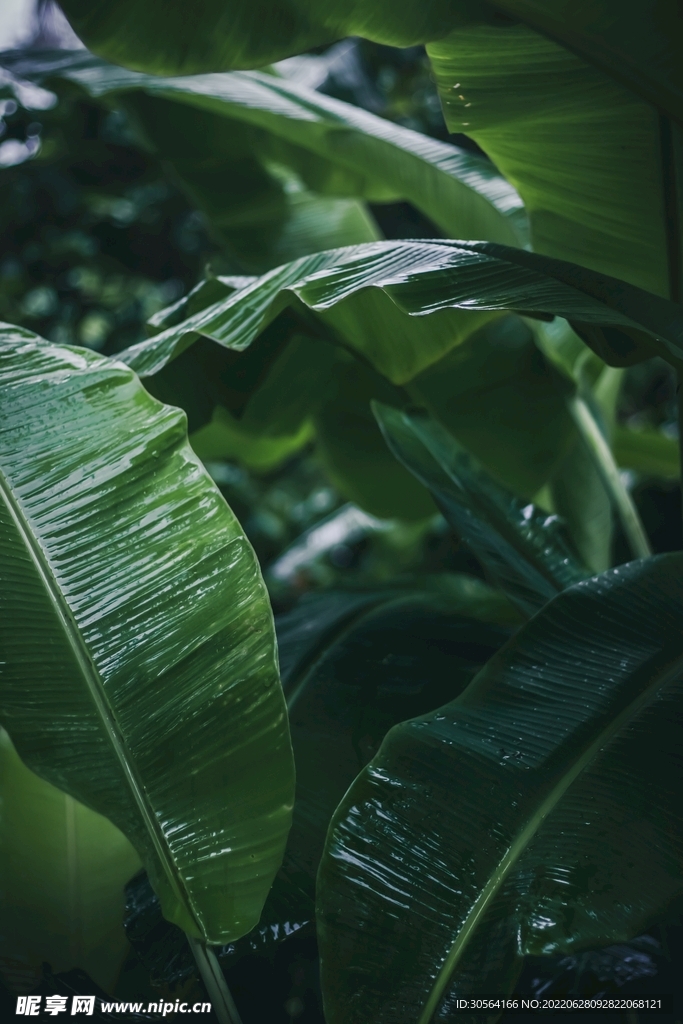 户外绿色植物景观