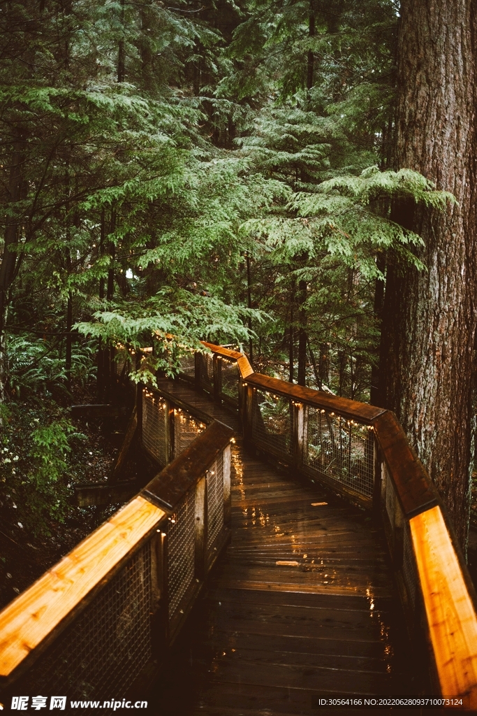户外森林桥梁过道