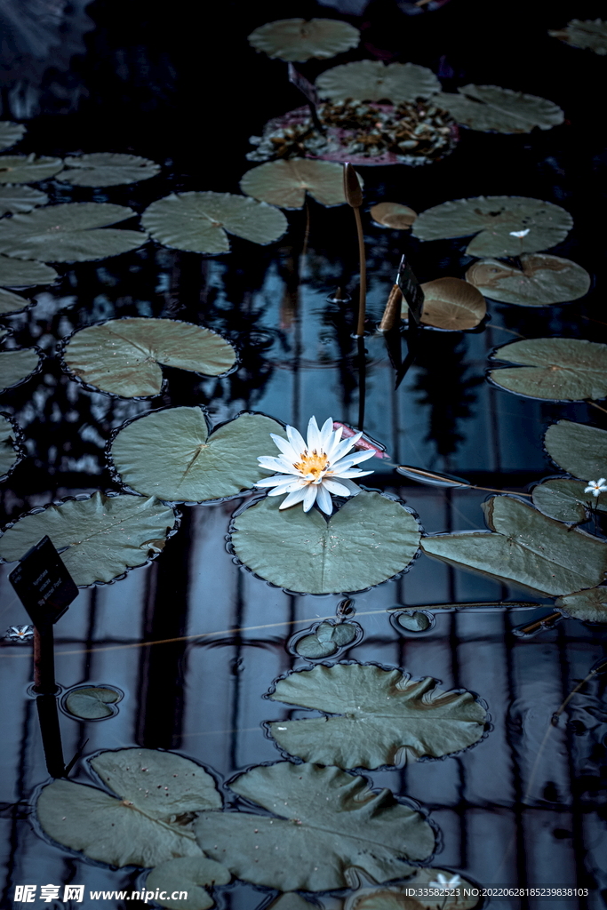 荷花