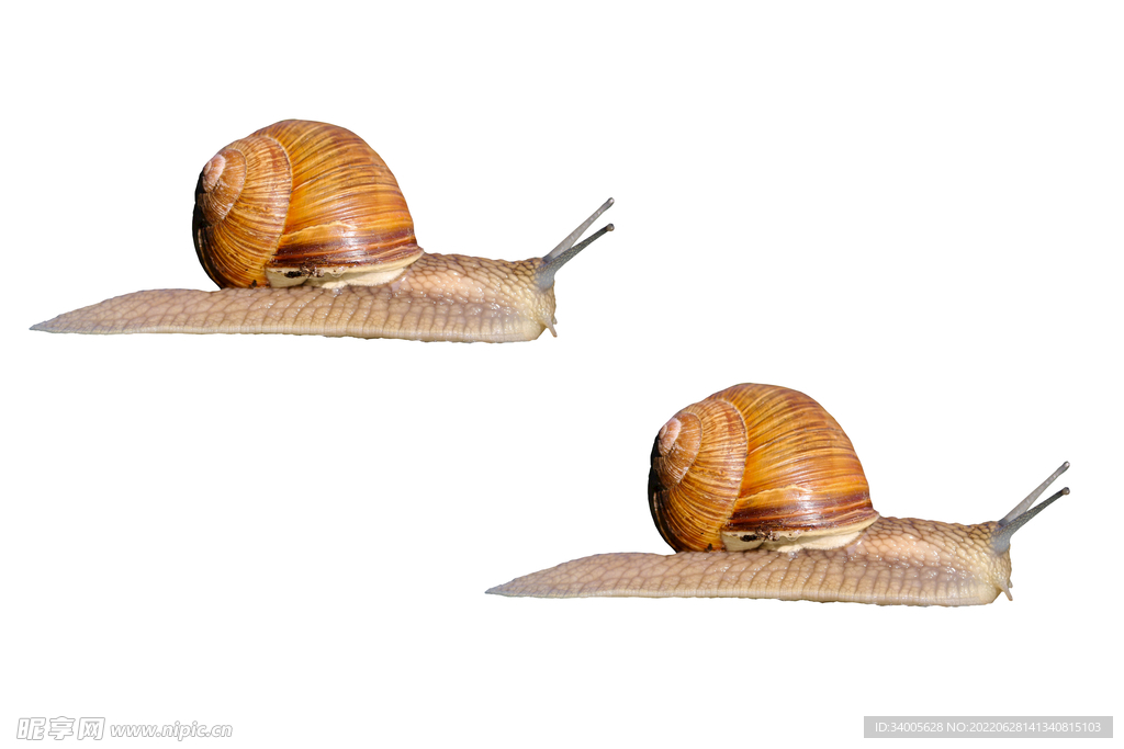 两个蜗牛