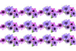 三排紫花