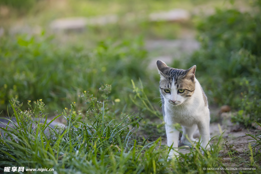 狸花猫