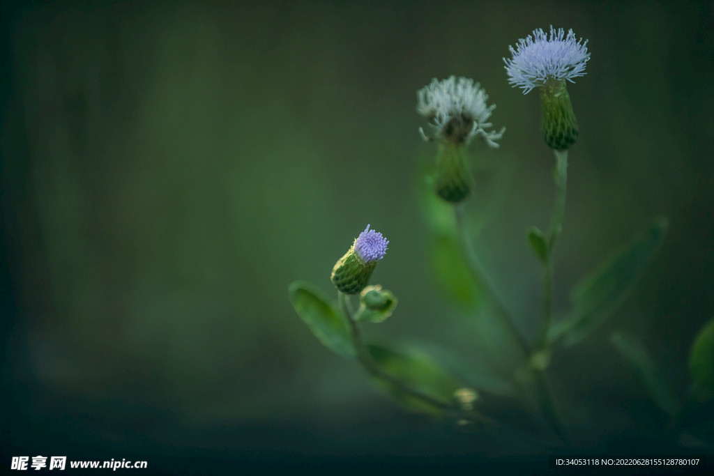 蒲公英花