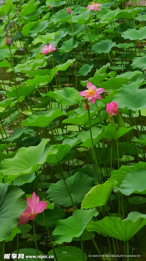 荷花海