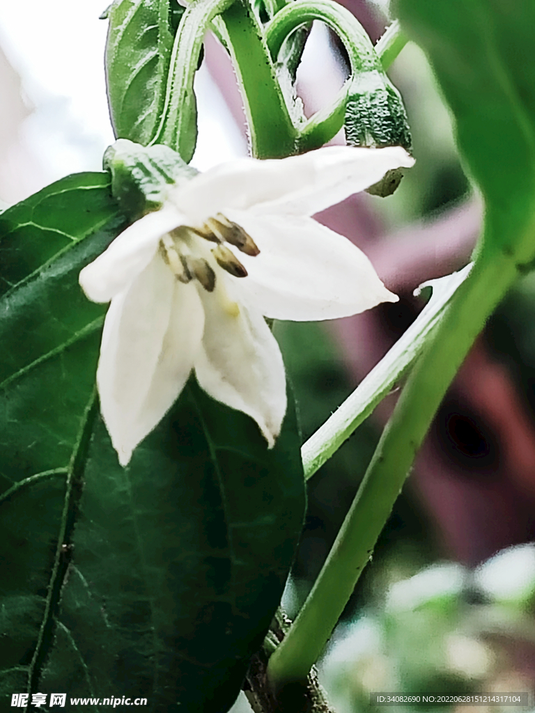 雨后的辣椒花青椒甜椒果实未成熟