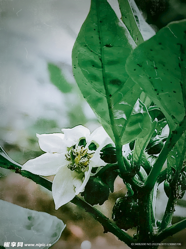 雨中的辣椒花青椒甜椒果实未成熟