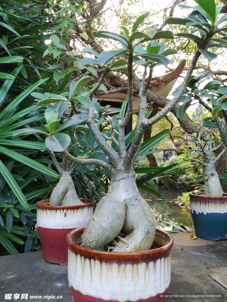 植物