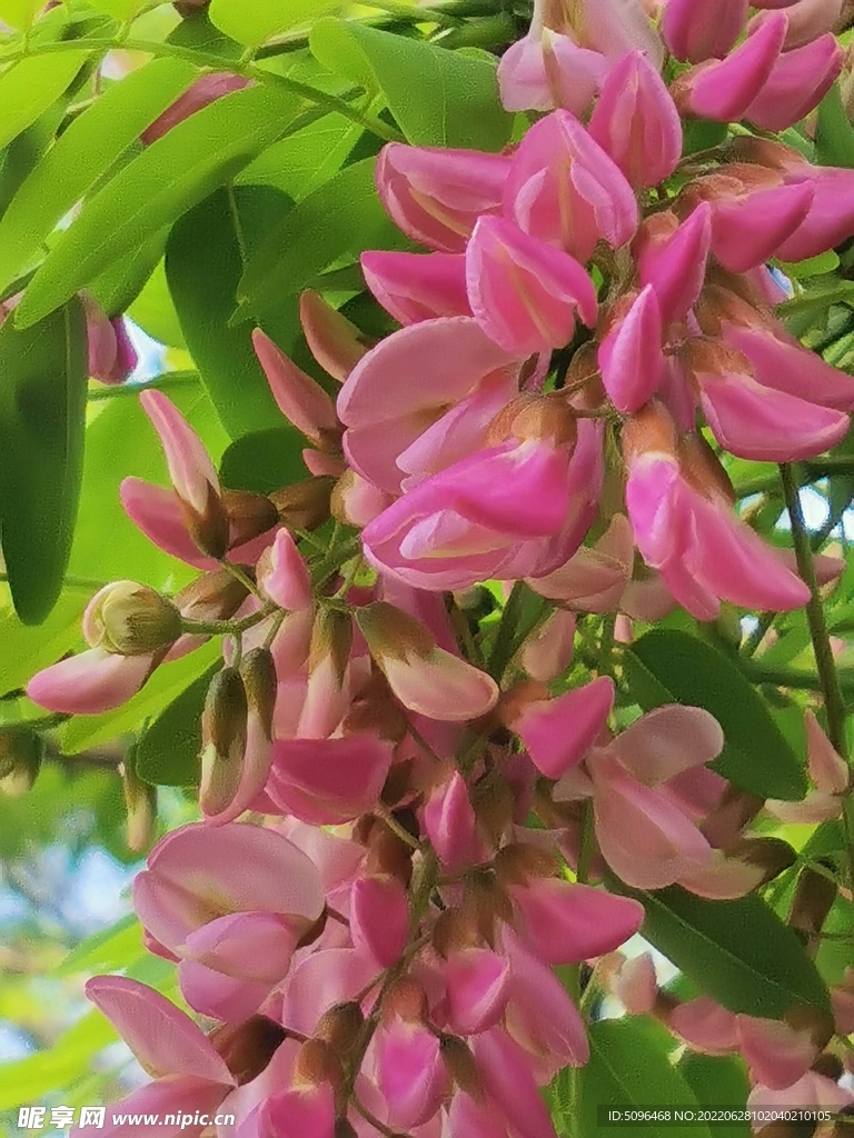 槐花