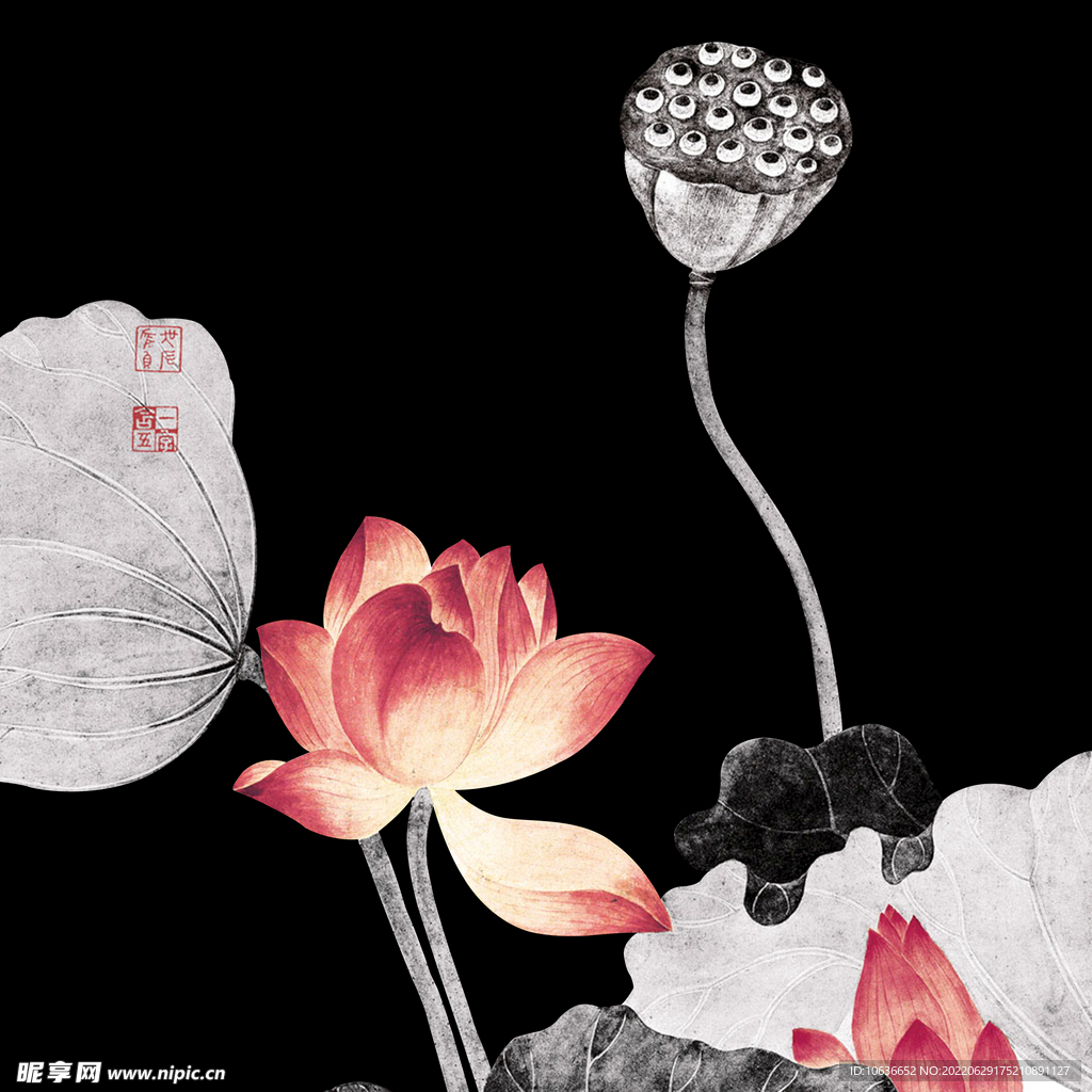 荷花