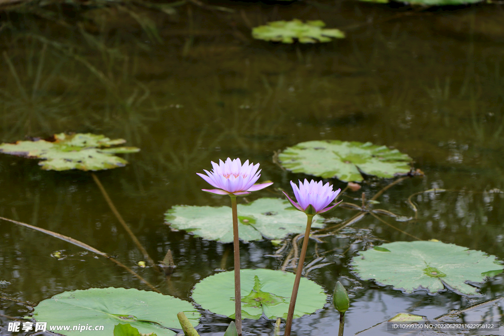 睡莲花开