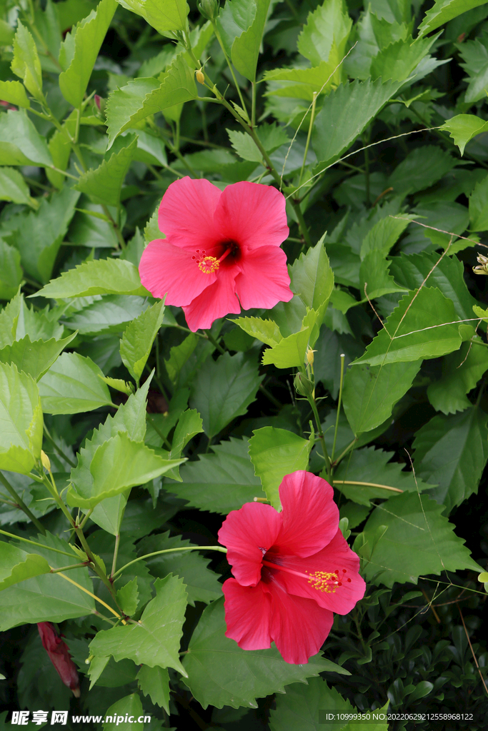 扶桑花