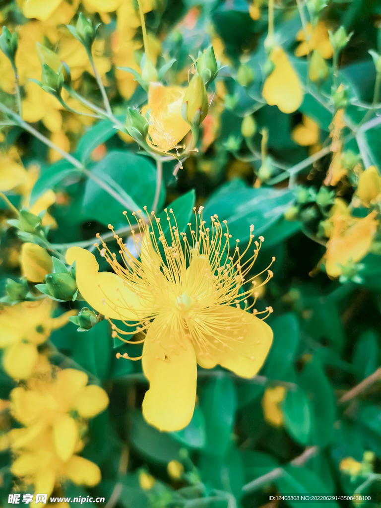 小黄花