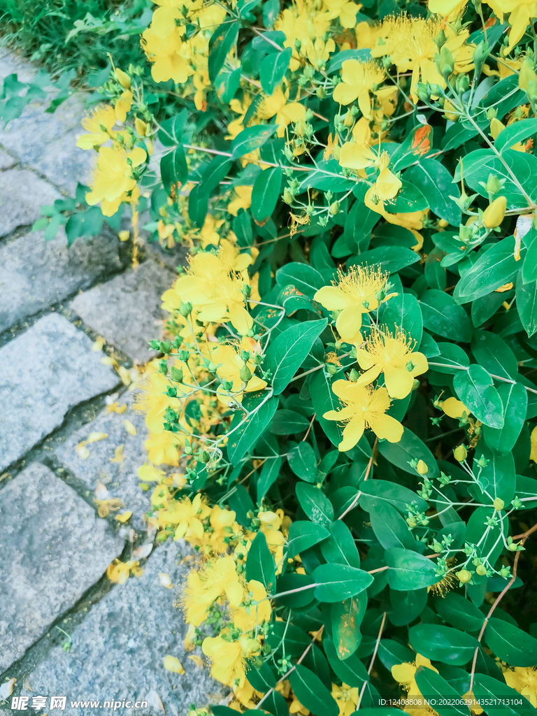 小黄花