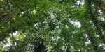 络石花海