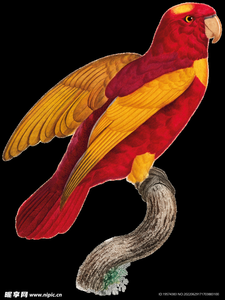 红黄鹦鹉