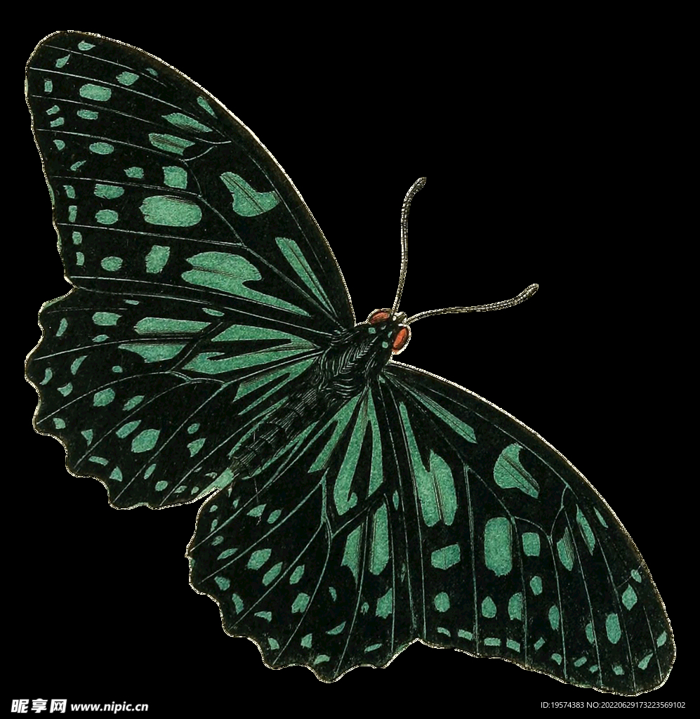 蝴蝶昆虫