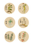 中药草本植物