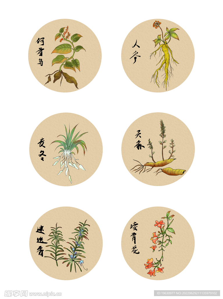 中药草本植物