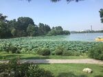 玄武湖美景