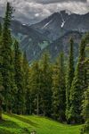 山