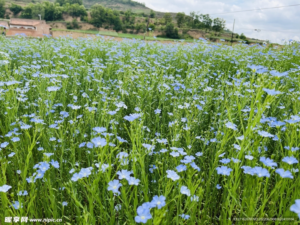 胡麻花