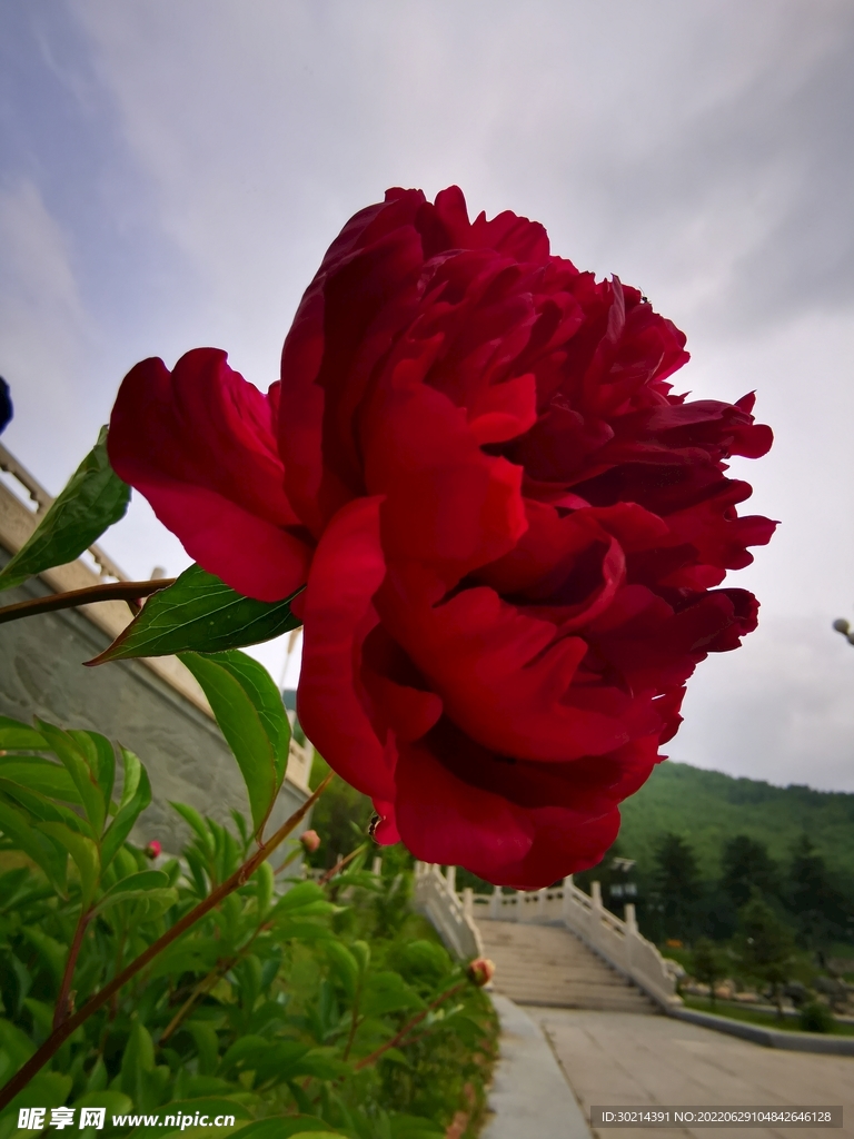 花