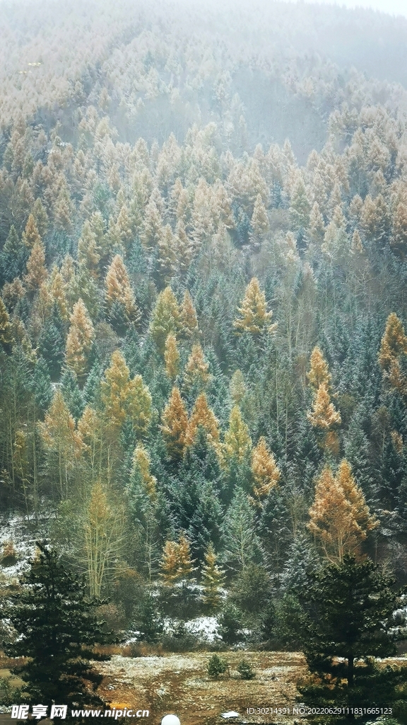 山林
