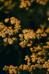 桂花